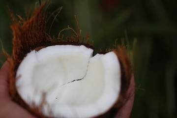 fresh chopped coconut with white tender flesh