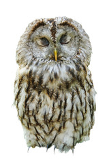 Fototapeta premium One owl with closed eyes, isolated on white backdrop
