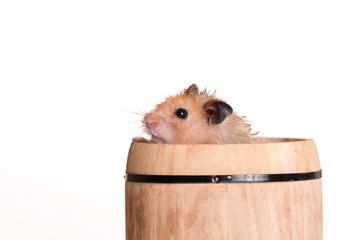 Hamster in a small barrel on a white background