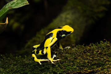 Dyeing poison dart frog on a mossy branch