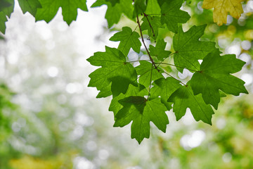 Fototapeta na wymiar Bright green leaves as an autumn background or backdrop.