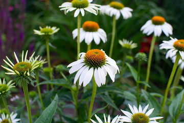 Fototapeta premium Close-up of a daisy flower (Bellis perennis) with white petals in a flowerbed of the field of Czech Republic