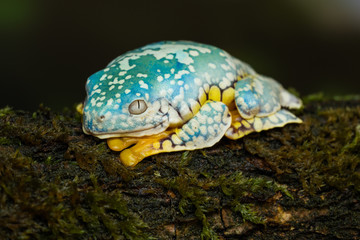 Fringed leaf frog on a mossy branch