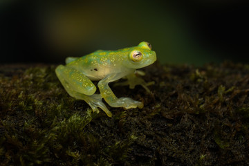 Glass frog on a mossy branch