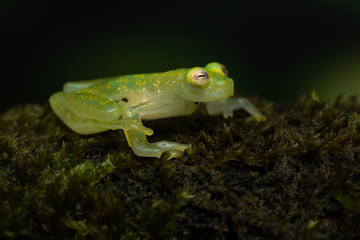 Glass frog on a mossy branch