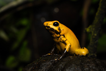 Golden poison frog on a nutshell
