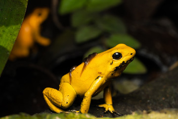 Golden poison frog transporting tadpoles