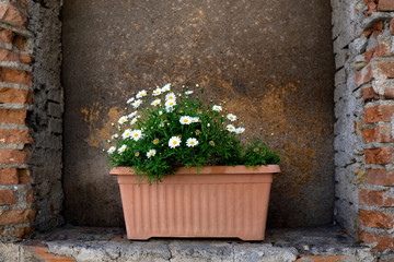 Fototapeta na wymiar Close-up of daisy flowers in a pot standing in a brickwall niche against a rusty background