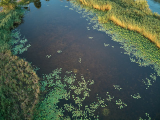 Aerial view over the pond with a growing lotus.