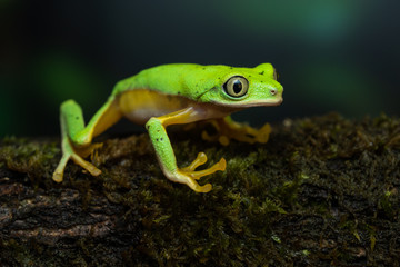 Lemur leaf frog on a mossy branch