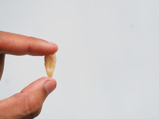 Woman's hand holding tooth after surgery removal of a tooth and white wooden background, The most...