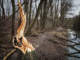 A broken tree in the forest. Consequences of a storm wind. Climate change concept.