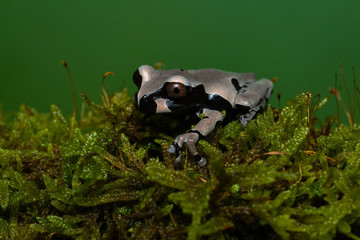 Crowned tree frog sitting on a mossy branch
