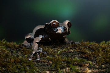 Crowned tree frog sitting on a mossy branch