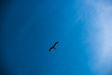 seagull flying in the sky of coastal Oita city, Japan