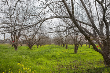 Fruit trees in the orchard surrounded by blooming yellow flowers