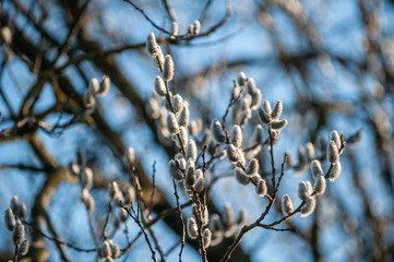 Weidenkätzchen vor blauem Himmel