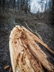 A broken tree in the forest. Consequences of a storm wind. Climate change concept.