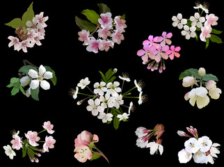 eleven trees blossoms isolated on black background