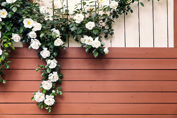 Fototapeta na wymiar Wild roses climbing above a garden shed, romantic background