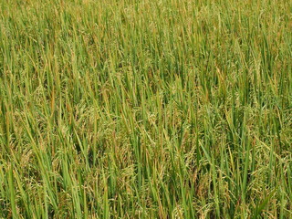 Rice field of farmer in rural of thailand