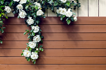 Wooden slats from a garden shed with wild white roses, romantic background