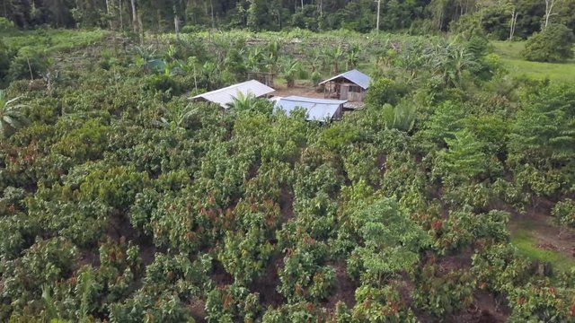 aerial view of a barn in the middle of a cocoa farm