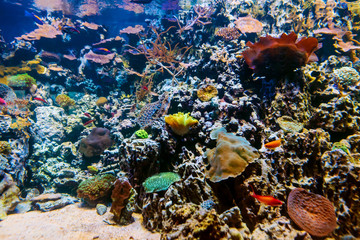 Fototapeta na wymiar exotic tropical fish swim between coral reefs and algae in an aquarium