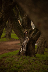 Dog looking for a squirrel