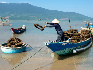 Growing oyster on car tires over poles in Vietnam