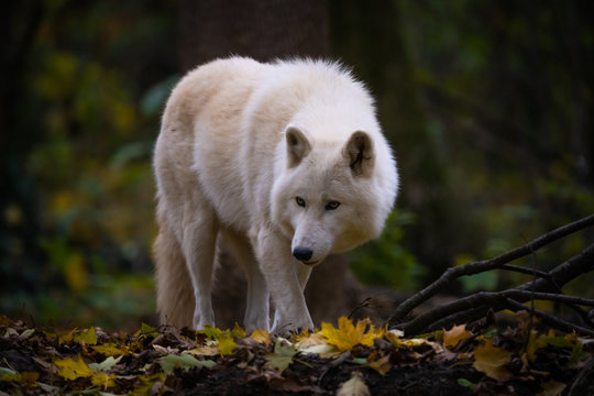 Closeup of an arctic wolf in a forest