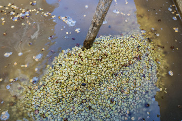 Coffee Roast, Wet process or wash method