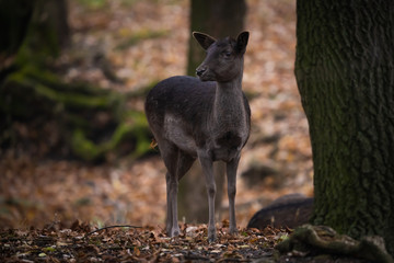 Melanistic european fallow deer in a forest