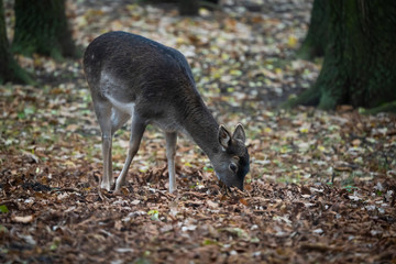 Naklejka na ściany i meble Closeup of a european fallow deer looking for food