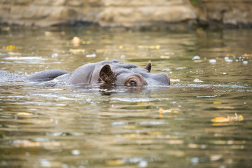 Fototapeta premium Closeup of a hippo emerging from a body of water