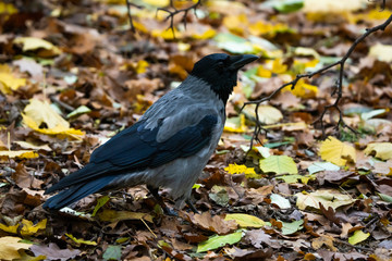 Hooded crow looking for food on the forest floor