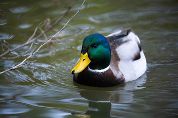 Male mallard duck on a lake