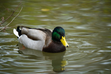 Fototapeta premium Male mallard duck on a lake