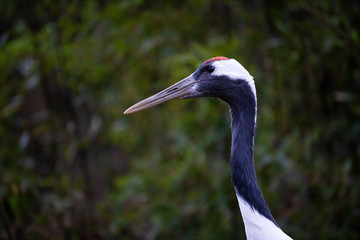 Closeup of a japanese crane