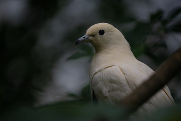 Closeup of a pied imperial pigeon