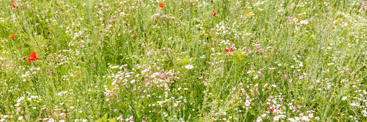 Panorama, Wildflower meadow at the prosperity period