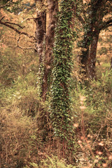 Ficuzza Forest near Palermo, Sicily in Autumn