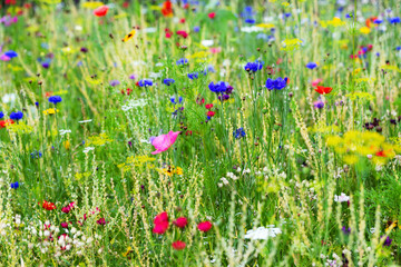 Butterfly meadow background, colorful native flower field