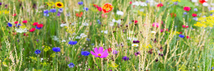 Header with wild herbs and wildflowers, natural and native gardening