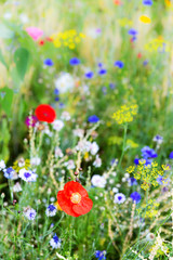 unspoilt wildflower meadow at the heyday, colorful flower field