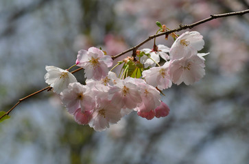 Close up branch with white and pink blossoms on natural background. 