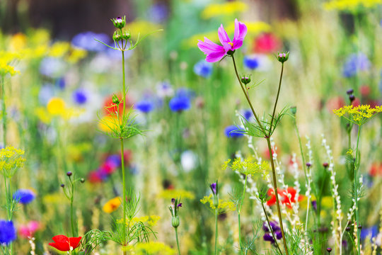 Plant a native habitat for insects, wildflower meadow with wild flowers and herbs