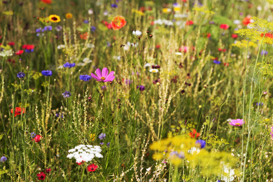 Butterfly meadow with wildflowers and wild native herbs