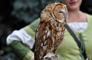 Owl sits with eyes closed. Natural background, close up