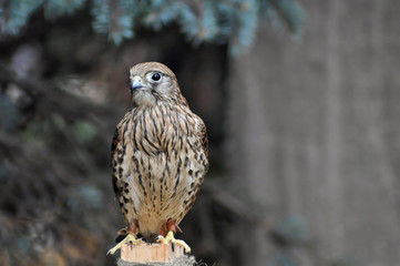 Falcon bird close up on natural gray green background